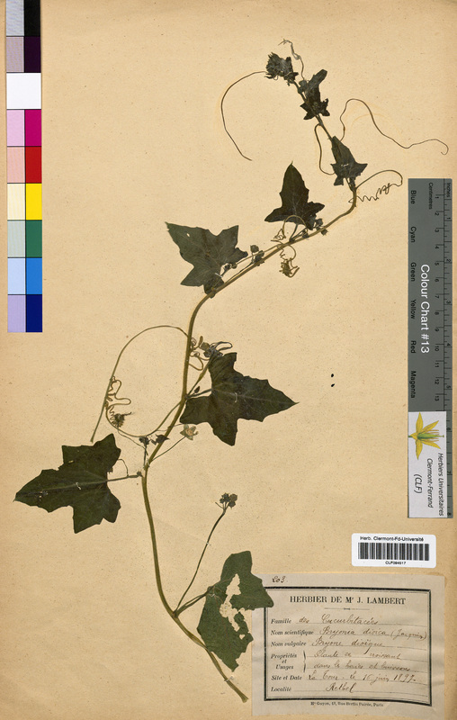 Bryonia dioica (Cucurbitaceae)