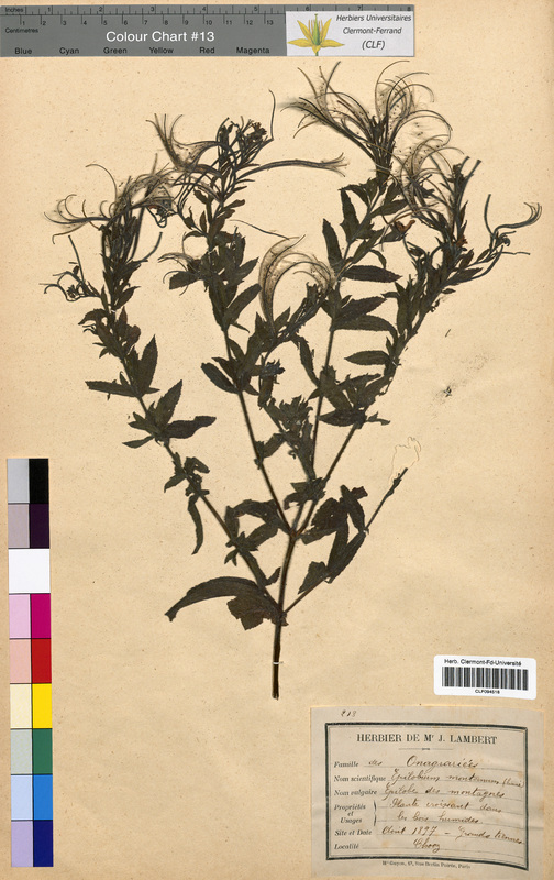 Epilobium montanum (Onagraceae)