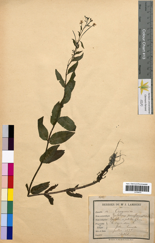 Epilobium parviflorum (Onagraceae)