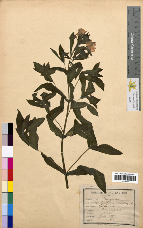 Epilobium hirsutum (Onagraceae)