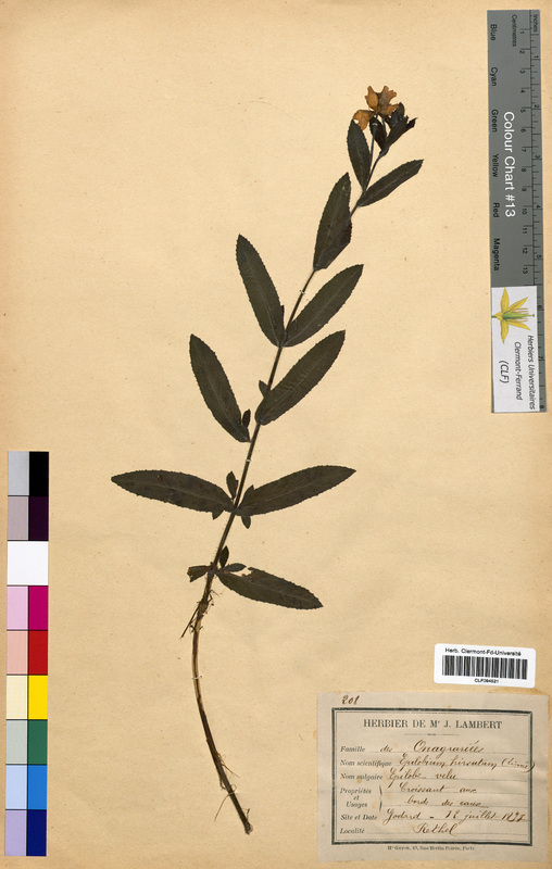 Epilobium hirsutum (Onagraceae)