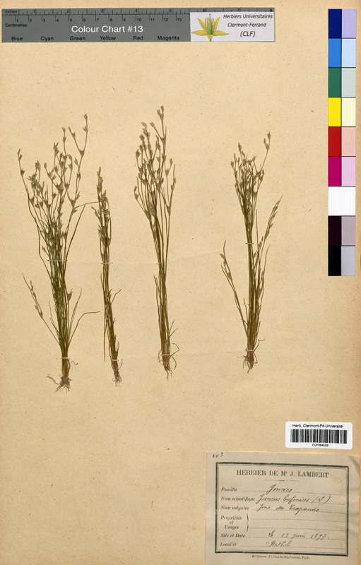 Juncus bufonius (Juncaceae)