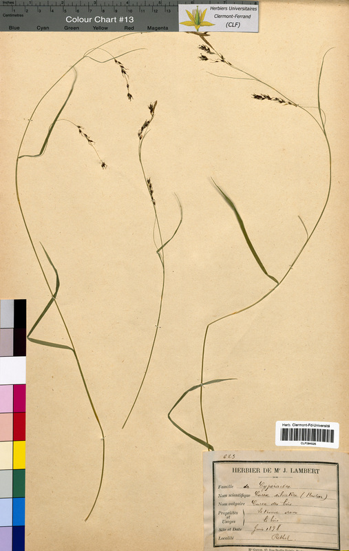 Carex sylvatica (Cyperaceae)