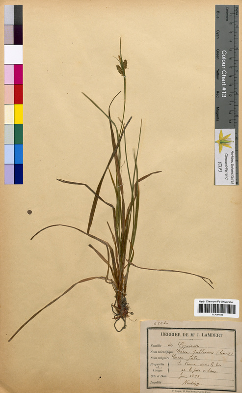 Carex pallescens (Cyperaceae)