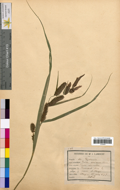 Carex vesicaria (Cyperaceae)