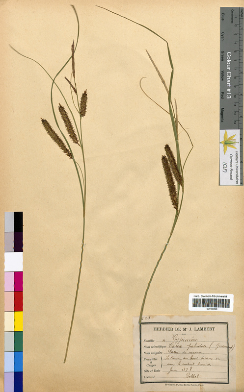 Carex paludosa (Cyperaceae)