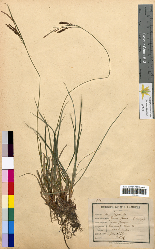 Carex glauca (Cyperaceae)