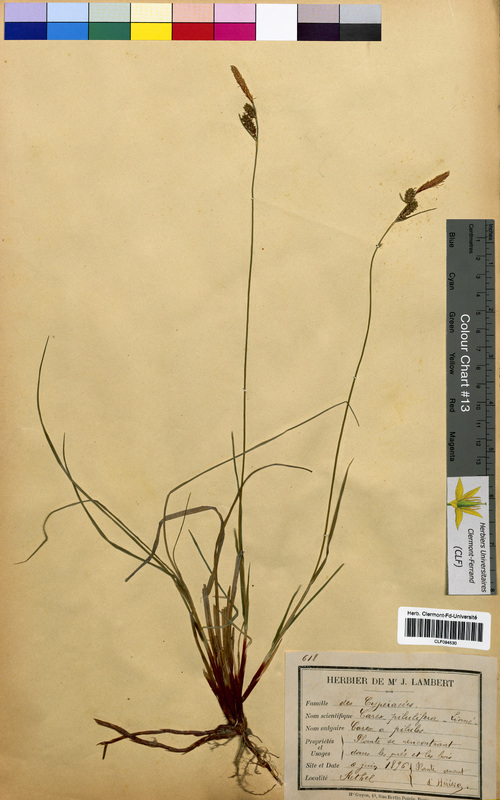 Carex pilulifera (Cyperaceae)