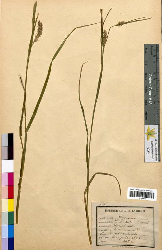 Carex hirta (Cyperaceae)