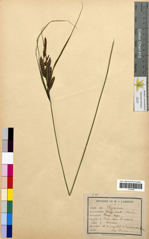 Carex acuta (Cyperaceae)