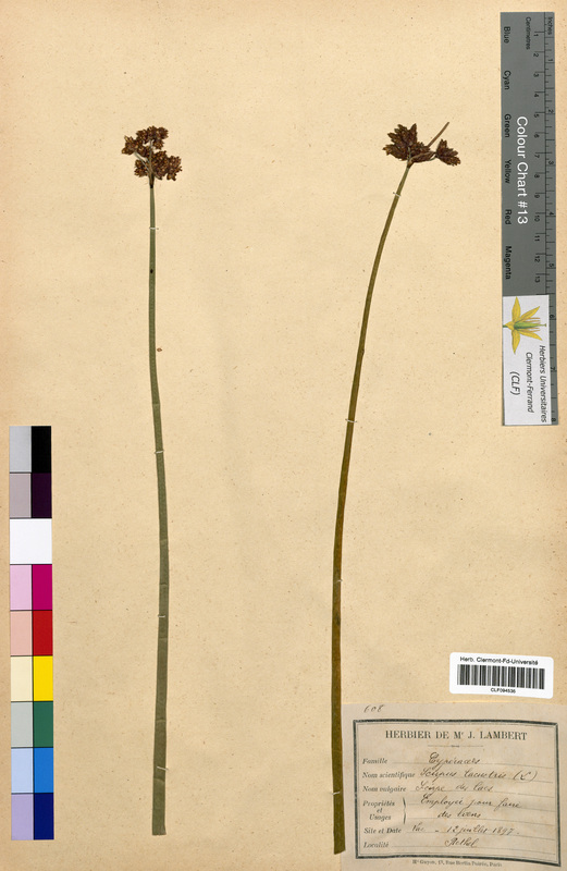 Scirpus lacustris (Cyperaceae)