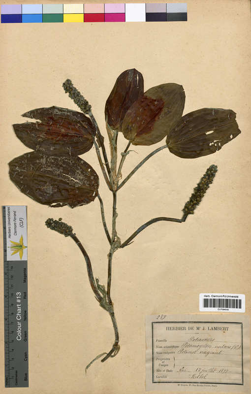Potamogeton natans (Potamogetonaceae)