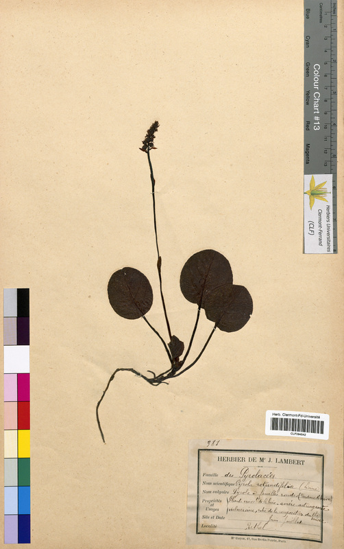 Pyrola rotundifolia (Ericaceae)