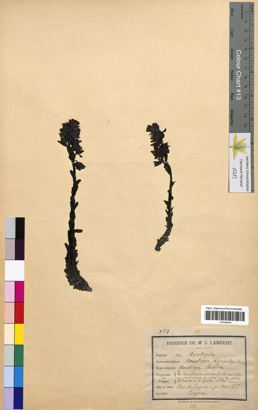 Monotropa hypopitys (Ericaceae)
