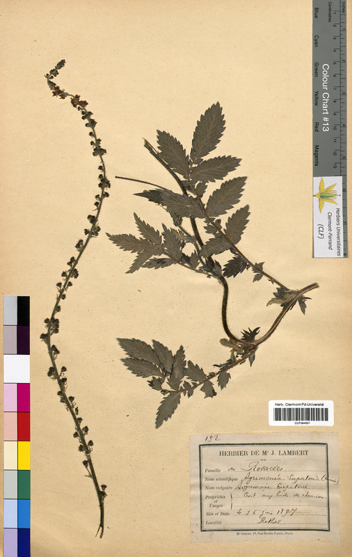 Agrimonia eupatoria (Rosaceae)