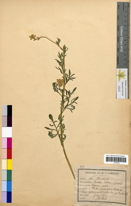 Reseda lutea (Resedaceae)