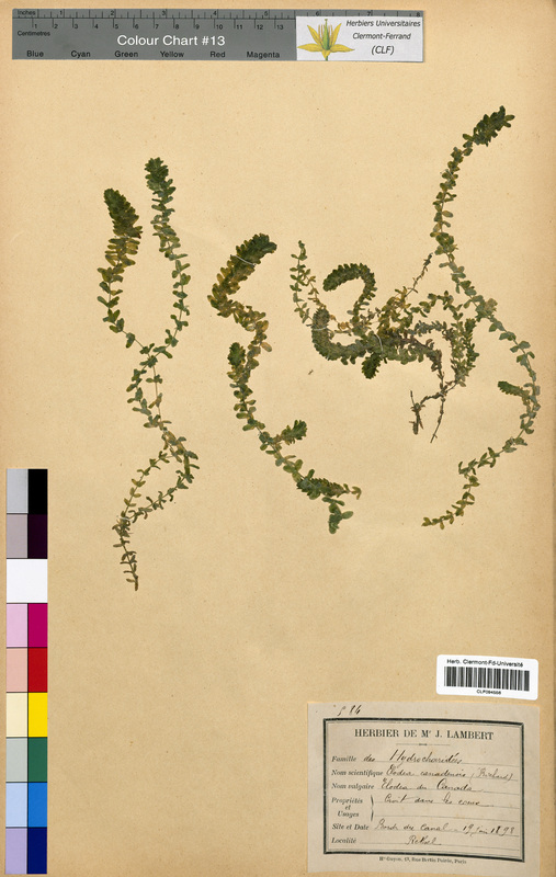 Elodea canadensis (Hydrocharitaceae)