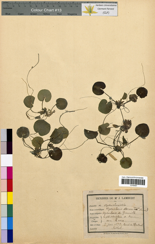 Hydrocharis morsus-ranae (Hydrocharitaceae)
