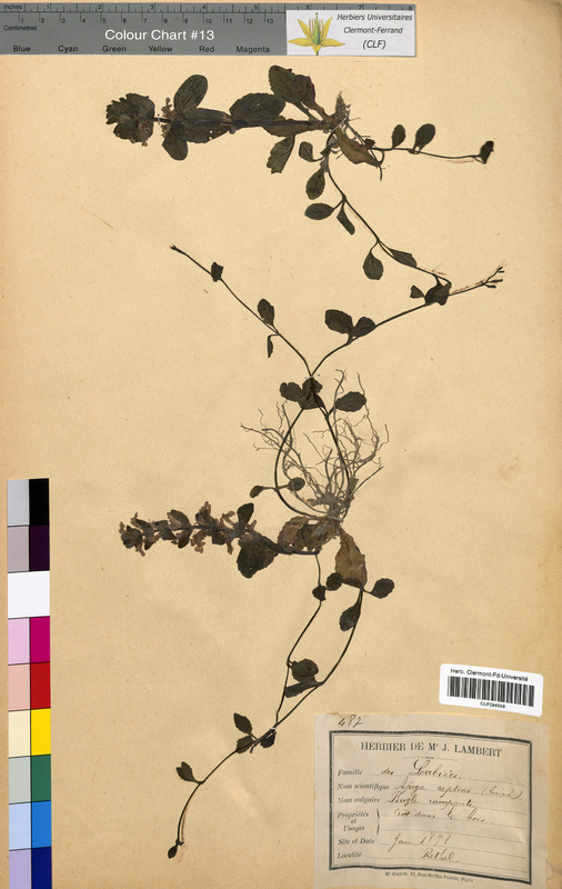 Ajuga reptans (Lamiaceae)