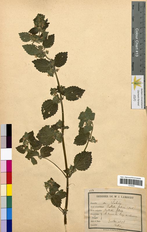 Ballota foetida (Lamiaceae)