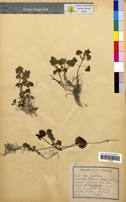 Glechoma hederacea (Lamiaceae)