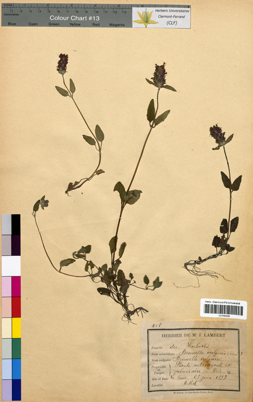 Prunella vulgaris (Lamiaceae)