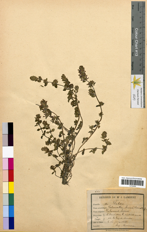 Calamintha acinos (Lamiaceae)