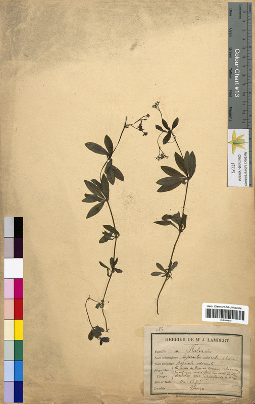 Asperula odorata (Rubiaceae)