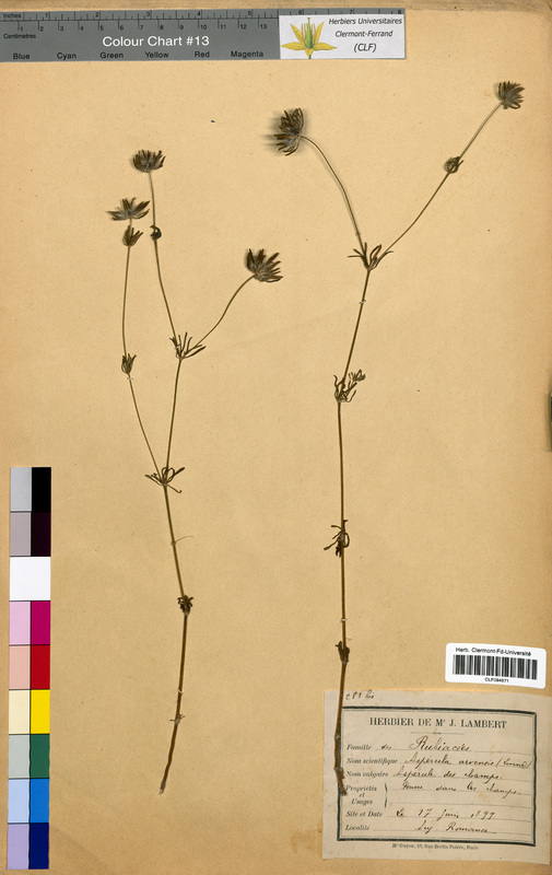 Asperula arvensis (Rubiaceae)