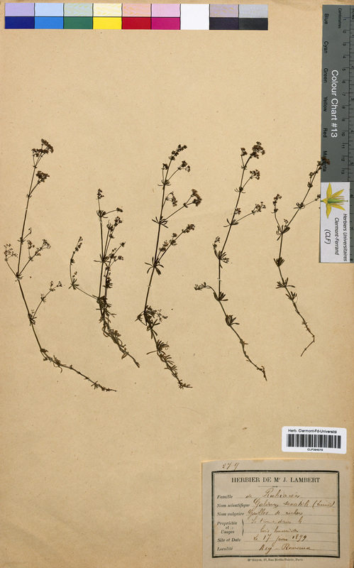 Galium saxatile (Rubiaceae)