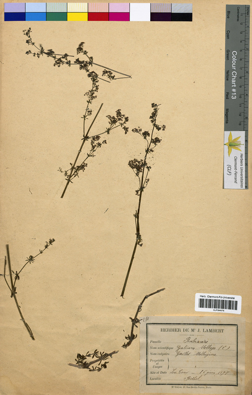 Galium mollugo (Rubiaceae)