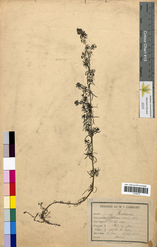 Galium verum (Rubiaceae)