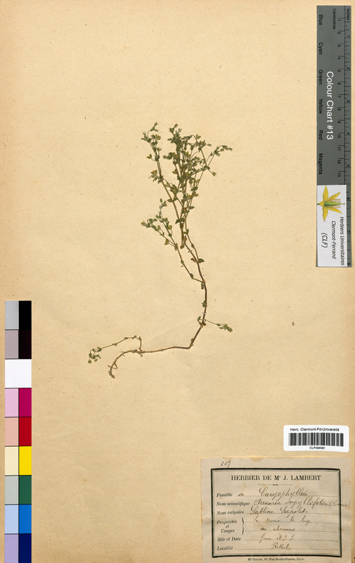 Arenaria serpyllifolia (Caryophyllaceae)