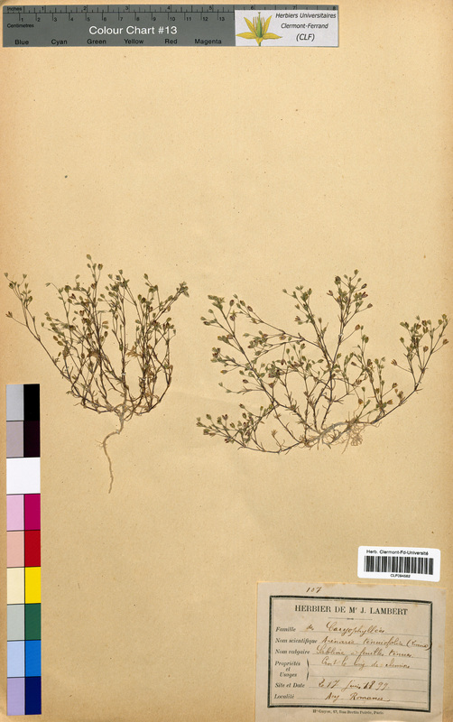 Arenaria tenuifolia (Caryophyllaceae)