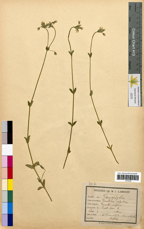 Cerastium vulgare (Caryophyllaceae)