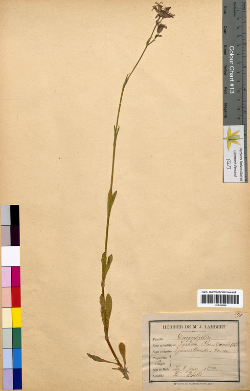 Lychnis flos-cuculi (Caryophyllaceae)