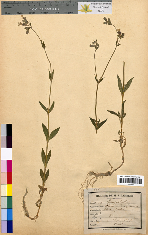 Silene nutans (Caryophyllaceae)