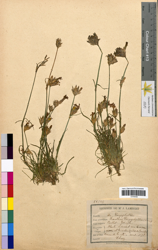 Dianthus caryophyllus (Caryophyllaceae)