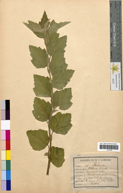 Althaea hirsuta (Malvaceae)