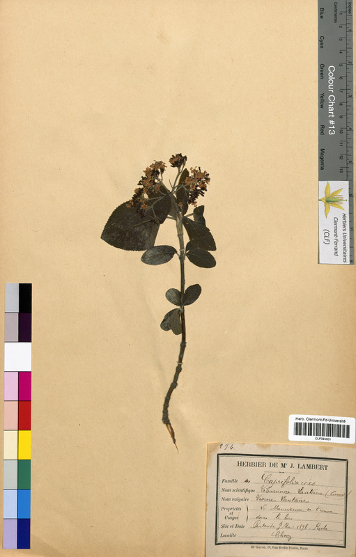 Viburnum lantana (Caprifoliaceae)