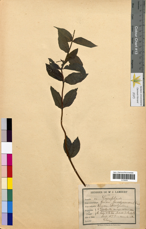 Lonicera periclymenum (Caprifoliaceae)