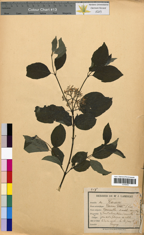 Cornus sanguinea (Cornaceae)