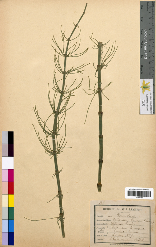 Equisetum limosum (Equisetaceae)