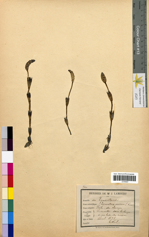 Equisetum arvense (Equisetaceae)