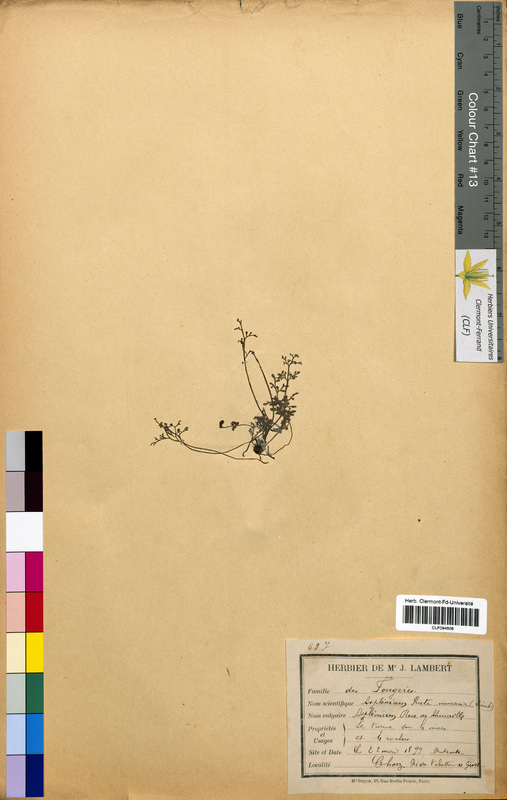 Asplenium ruta-muraria (Aspleniaceae)