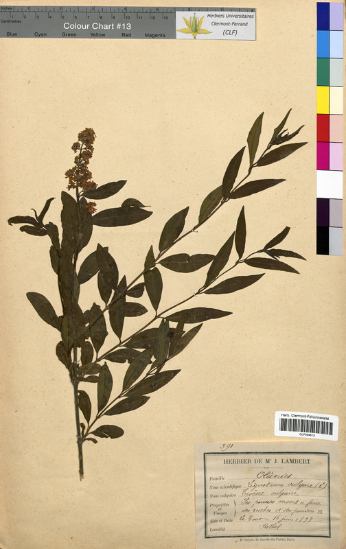 Ligustrum vulgare (Oleaceae)