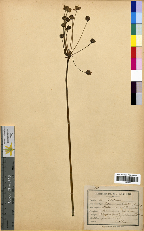 Butomus umbellatus (Butomaceae)