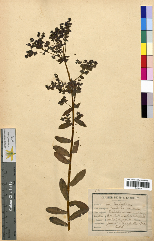 Euphorbia verrucosa (Euphorbiaceae)