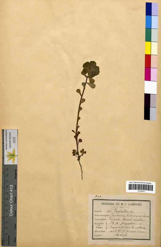 Euphorbia helioscopia (Euphorbiaceae)