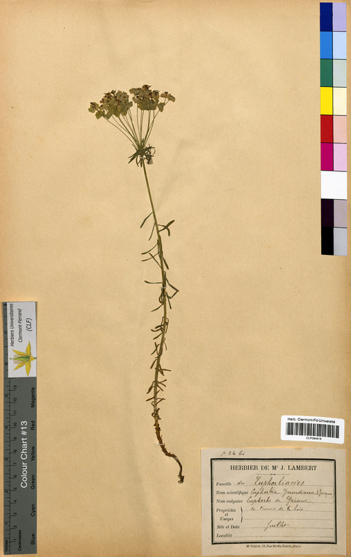 Euphorbia gerardiana (Euphorbiaceae)